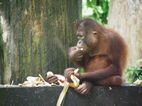 Centro de Rehabilitacion de Orangutanes de Sepilok