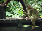 Centro de Rehabilitacion de Orangutanes de Sepilok
