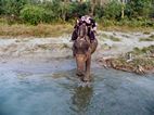 Elephant treking