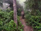 Elephant treking
