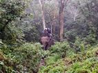Elephant treking