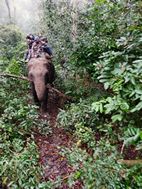 Elephant treking