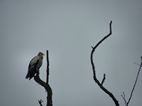Aguila en las orillas del río Narayani
