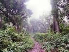 Nature walk