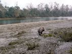 Rinoceronte indio de un solo cuerno en el río Narayani