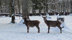Parque Nacional de Bialowieza