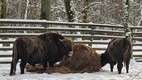 Parque Nacional de Bialowieza