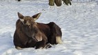 Parque Nacional de Bialowieza