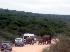 Una familia de elefants creua entre els cotxes en Addo Elephant National Park
