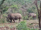 Rinocerontes blancos, Hluhluwe-Imfolozi NP