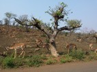Grupo de impalas, Hluhluwe-Imfolozi NP