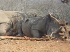 Cría de rinoceronte blanco, Hluhluwe-Imfolozi NP