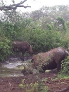 Rinocenrontes blancos bebiendo, Hluhluwe-Imfolozi NP
