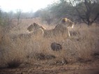 Pareja de leones, Kruger NP