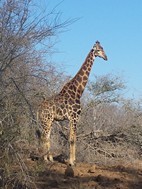 Jirafa, Kruger NP