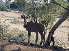 Kudú mayor, Kruger NP