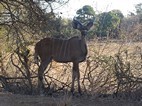 Nyara, Kruger NP