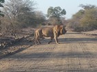 León cruzando frente al coche, Kruger NP