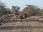 León cruzando un camino, Kruger NP