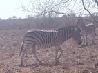 Cebra, Kruger NP