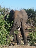 Elefante, Kruger NP