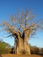 Baobab mas al sur de Kruger NP