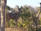 Kudú, Kruger NP