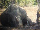 Rinoceronte blanco, Kruger NP