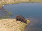 Hipopotamo, Kruger NP