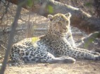 Leopardo, Kruger NP