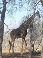 Jirafa, Kruger NP