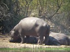 Hipopotamos, Kruger NP