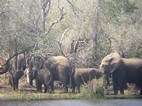 Grupo de elefantes, Kruger NP