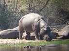 Grupo de hipopotamos, Kruger NP