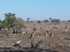 Grupo de impalas, Kruger NP