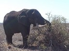 Elefante africano, Kruger NP