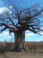 Von Weilligh's Baobab, Kruger NP