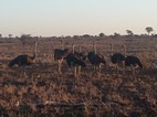Grupo de avestruces, Kruger NP