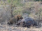 León comiendo un bufalo, Kruger NP