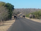 Grupo de elefantes cruzando la carretera, Kruger NP