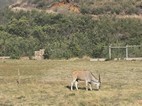 Eland en Ts'ehlanyane National Park