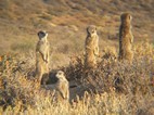 Excursió per veure suricatos, Meerkat Adventures, Oudtshoorn