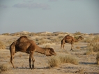 Camellos descansando alrededor del campamento bereber de Nefzaoua Voyages