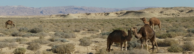 Camellos al margen de la carretera Tozeur- Chebikka