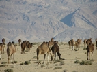 Camellos en el margen de la carretera Tozeur- Chebikka