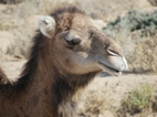Camello en el margen de la carretera Tozeur- Chebikka