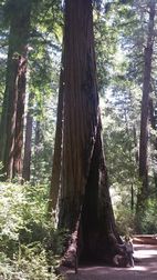 Big Basin Redwoods SP