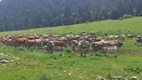 Ruta Beret - Sanctuario de Montgarri