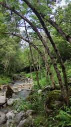 Camin dera bruisha